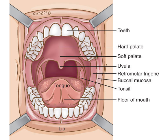 oral cavity anatomy without label