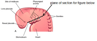 oral-cavity